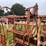 for-most-cattle-working-chute-image-14