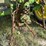 1953-john-deere-60-image-12