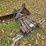 #25272-•-custom-plow-for-internation-farmal-quick-hitch-image-4