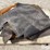 kenworth-cabover-dog-house-cover-&-additional-upholstery-image-6
