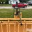 for-most-calf-working-chute-image-13