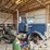 #25275-•-1980-peterbilt-359-day-cab-truck-image-10