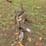 #25270-•-ferguson-2-bottom-plow-image-4