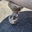 #4051-•-cast-iron-clawfoot-tub-(08)-image-9