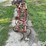 spring-devil-cultivator-image-8