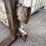 #4027-•-cascade-rotating-fork-attachment-(09)-image-6