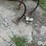 spring-devil-cultivator-image-9