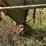 #3283-•-1-1/2-ton-utility-trailer-image-12