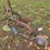 #25270-•-ferguson-2-bottom-plow-image-3