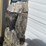 #4063-•-eagle-wood-carving-(03)-image-3
