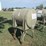 #46119-•-tank-works-130gal-poly-tank-w/-stand-inv#46119-image-2