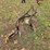 #25270-•-ferguson-2-bottom-plow-image-5