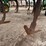 john-deere-2200-image-12