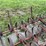 ford-228-spring-tooth-harrow-image-20