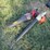 #50220-•-lot-of-(2)-leaf-blowers-inv#50220-image-2