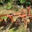 orange-three-bottom-tractor-plow-with-steel-frame-and-moldboards-image-3