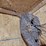large-natural-wasp-nest-on-branch-display-image-5