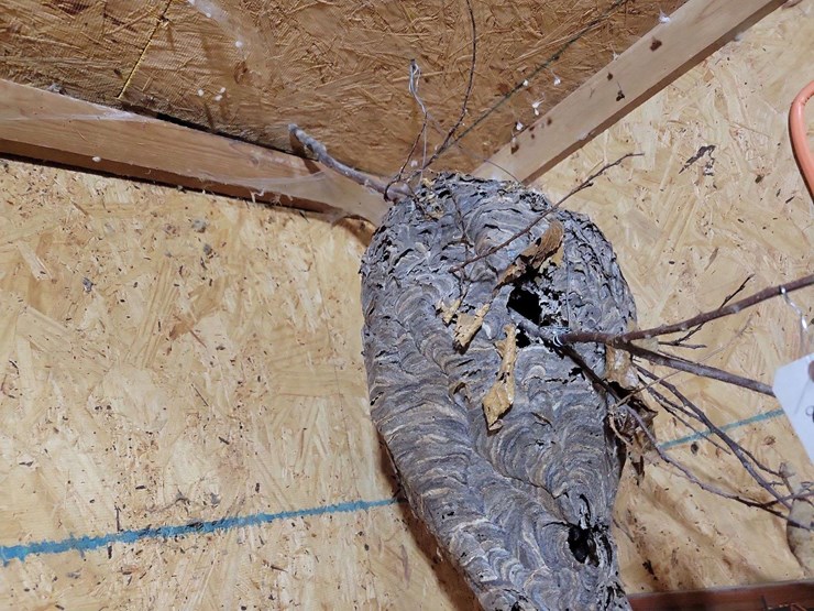 large-natural-wasp-nest-on-branch-display-image-5