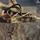 cat-b8-backhoe-breaker-hammer-image-1