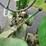 john-deere-h-image-22
