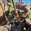 #2525-•-case-tractor-image-24