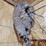 large-natural-wasp-nest-on-branch-display-image-3