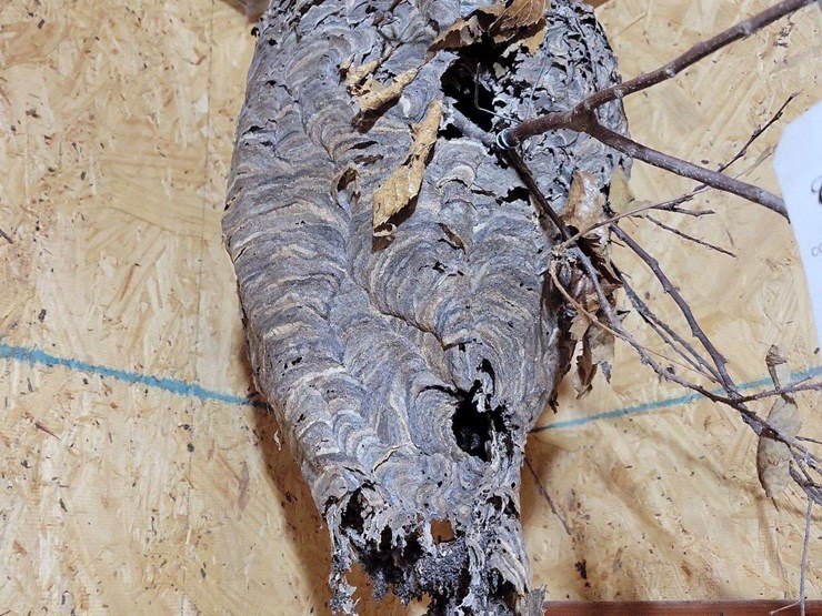 large-natural-wasp-nest-on-branch-display-image-3