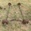 trailer-axles,-4pcs-medium-duty-image-1