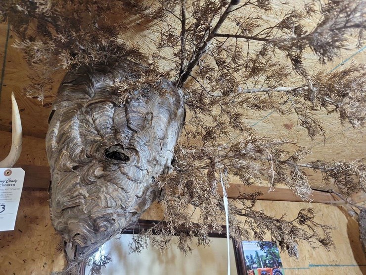 large-natural-wasp-nest-on-branch-display-image-1