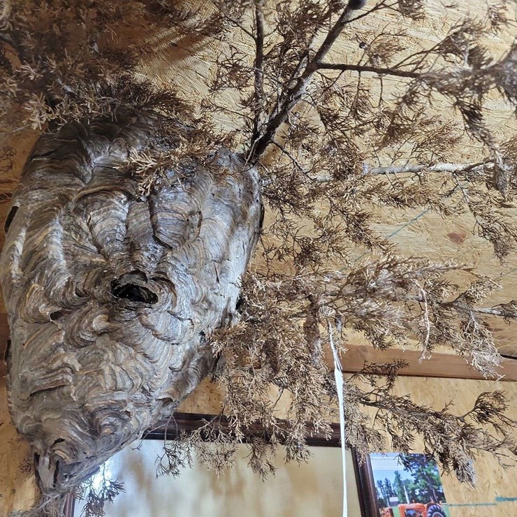 Large Natural Wasp Nest on Branch Display