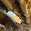 deere-703jh-image-80