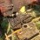 farmall-b-with-woods-belly-mower-image-12