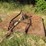 red-rotary-cutter-tractor-implement-with-pto-shaft-image-1