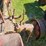 #2527-•-bf-avery-tractor-image-18