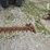case-ih-1100-image-3