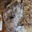 large-natural-wasp-nest-on-branch-display-image-2