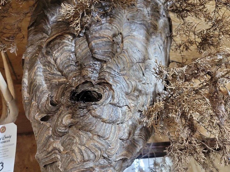 large-natural-wasp-nest-on-branch-display-image-2