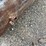 farm-fuel-tank-with-stand-image-5
