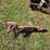 #2543-•-bucket-mount-silt-fence-plow-image-2