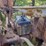 farmall-cub-with-sickle-mower-image-17