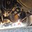 1999-volvo-wg64-image-58