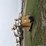allmand-bros-maxi-lite-ii-image-6