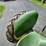 john-deere-h-image-20