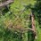 #2540-•-roseman-3pt-rake-image-12