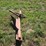 #2543-•-bucket-mount-silt-fence-plow-image-4