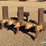 88-in.-pull-type-ripper/packer-image-1
