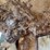 large-natural-wasp-nest-on-branch-display-image-4