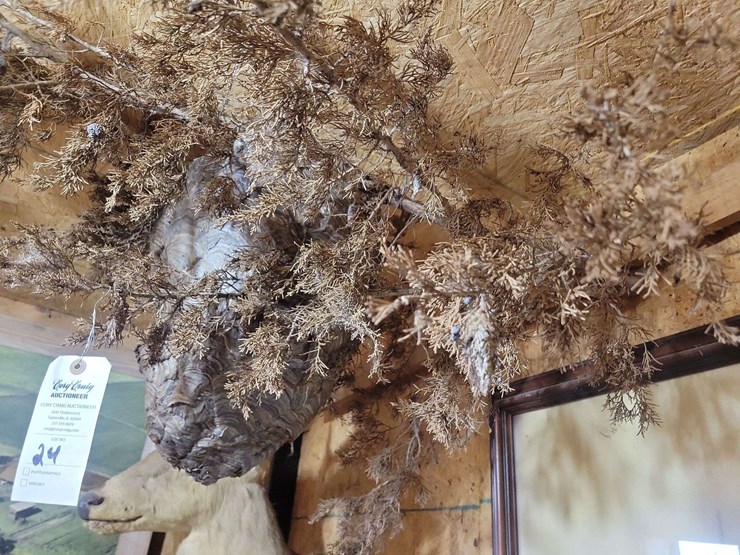large-natural-wasp-nest-on-branch-display-image-4