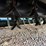 #152-•-lot-152-image-11