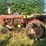 farmall-b-with-woods-belly-mower-image-4